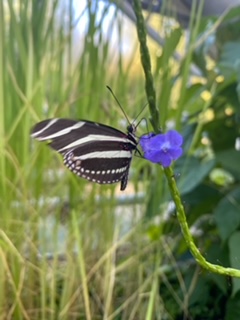 De Hortus Botanicus